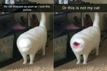 Is this a cat