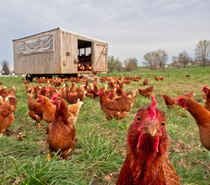 Is this chicken going to kick my ass