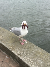 Is this normal in Vancouver A seagull trying to eat a starfish Dont mess with seagulls here