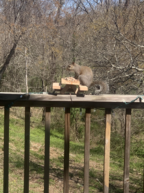 Isolated and bored I made a squirrel picnic table Was in use an hour later