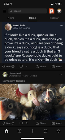 It could just be a chicken though
