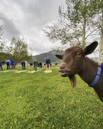 It feels like goat take a selfie with yoga guys