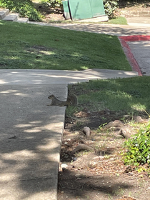 It is so hot in Texas that squirrels are cooling their  in the shade