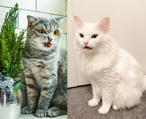 It seems my cats Melissa and Isa look like cartoon villains