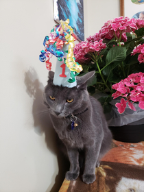 It was my cats birthday today Cant say he liked his hat much