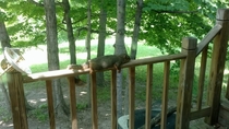 It was so hot in Indiana the other day the squirrels just plopped down on our rails
