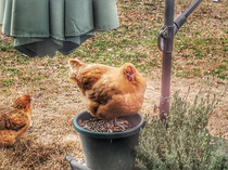 It was such a nice day today my chicken sprouted