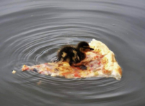 Italian ducklings first swim