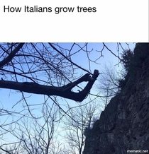 Italian trees