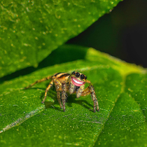 ITAP of a spider