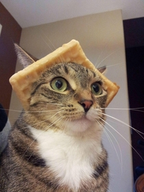 Its a bird Its a plane No Its Majestic Wafflecat