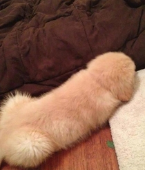 Its a dog I swear