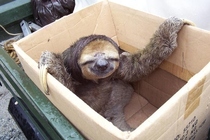 its a sloth IN A BOX stop everything and upvote this friendly looking fuck into the stratosphere