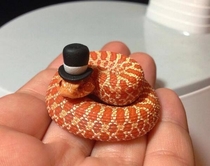 Its a snake wearing a top hat