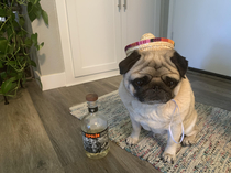 Its Cinco de Mayo but I dont like hats and I cant open the bottle