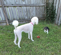 Its easy bro- just throw the ball I even brought it to you