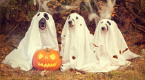 Its Halloween yall Give some love to these ghost dogs