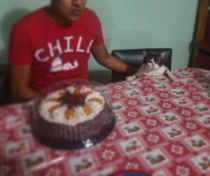 Its his birthday and the only that came was the cat and on top of that he was mad