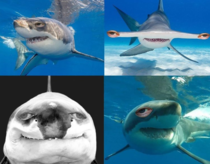 Its shark week
