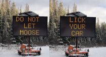 Its so cold in Canada that moose are getting stuck by licking cars for salt