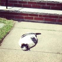 Its so hot even the cat started melting