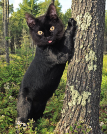 Its the first time i photoshop my cats face on a bear
