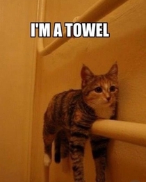Ive always wanted a kitty towel