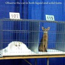 Ive always wanted a liquid cat personally