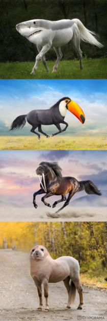 Ive been mixing animals in Photoshop for about  years Heres the silliest horse hybrids