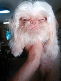 Ive found Richard Branson reincarnated as a dog