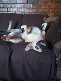 Ive lurked on Reddit without joining but after a year being joined I must admit theres no better platform for people such as myself Take this image of my puppers as tax