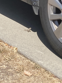 Ive seen cats trying to commit insurance fraud but I think its a bit risky for a lizard Poor guy must be desperate