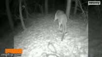 Jack in the box deer scared by opossum