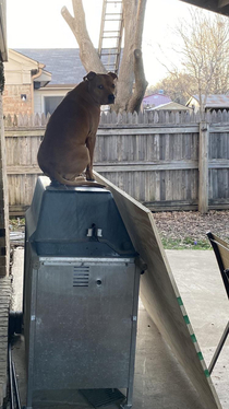 Jack likes to creep on the neighbors