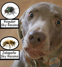 Jalapeo Sky Raisins Those with labs will understand