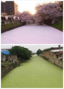 Japans Sakura river vs Chinas green tea river