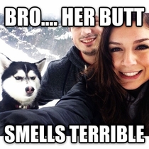 Jealous husky taking it to the lowest level