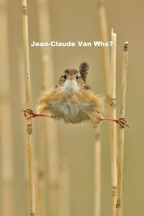 Jean-Claude van Who