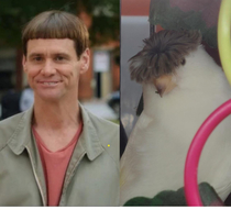 Jim Carrey was at the Pet Store Today