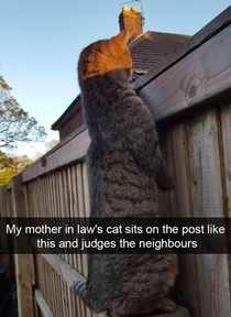 Judging the neighbors