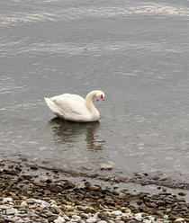 Judgmental opinionated swan