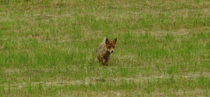 Jumpy the fox is back but this time its summer