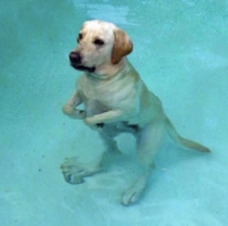 Jurassic bark