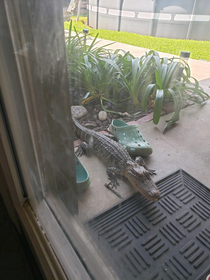 Just a baby gator chillin with the crocs on the back porch Hes adopted