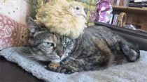 Just a cat with a chicken hat