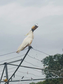 Just a cockatoo smashing down a Bundy Rum can on a hills hoist Straya mate