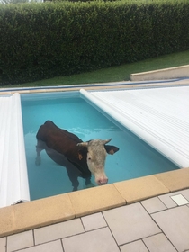 Just a cow in a pool