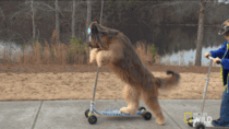 Just a dog cruising on a scooter