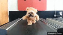 Just a dog dressed as a bear on a treadmill