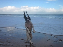 Just a dog going for a walk on the beach